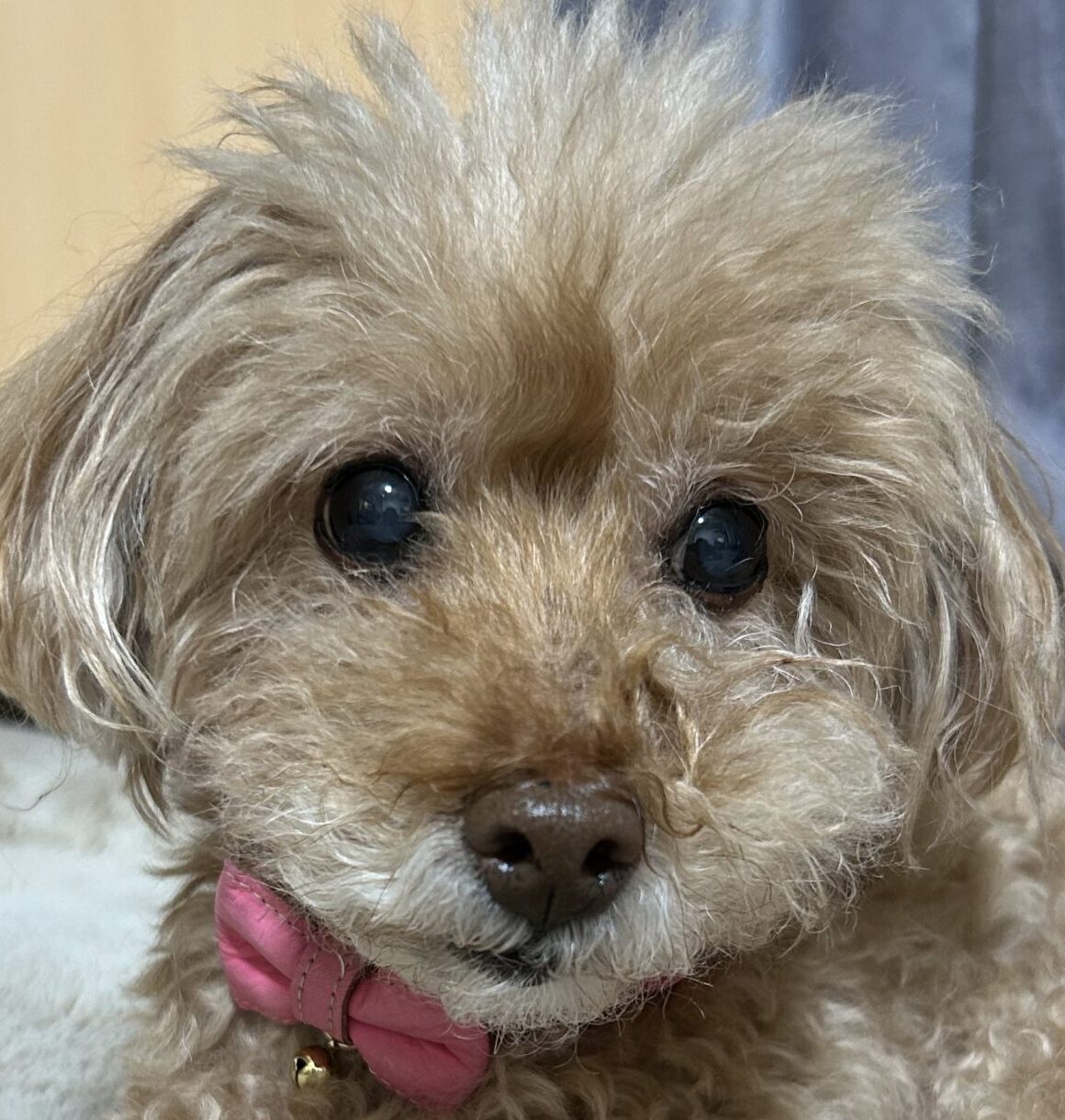 こころみたすペット思い出セレモニーにて葬儀したペットちゃん | しーちゃん