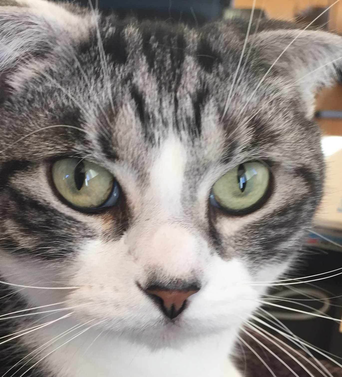 わさびくん | こころみたす ペット思い出セレモニー