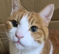 とらくん | こころみたす ペット思い出セレモニー