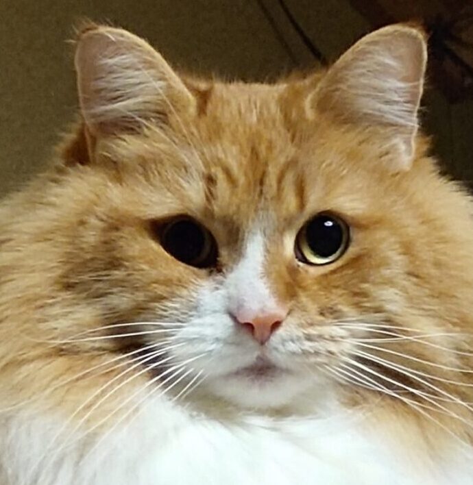 えひめみかんちゃん | こころみたす ペット思い出セレモニー