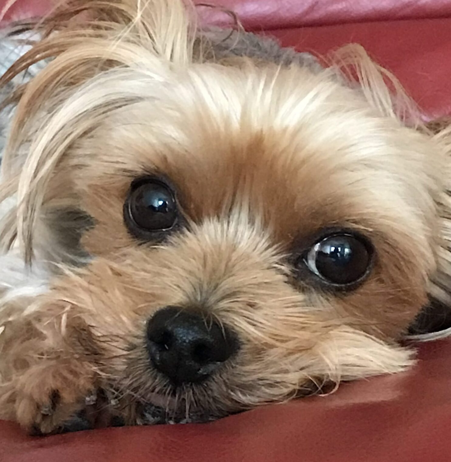 こころみたすペット思い出セレモニーにて葬儀したペットちゃん | 木村　ティンクルくん