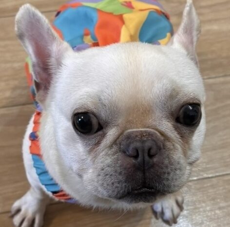 こころみたすペット思い出セレモニーにて葬儀したペットちゃん | ぷりんちゃん