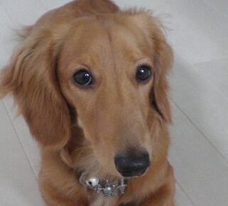 こころみたすペット思い出セレモニーにて葬儀したペットちゃん | ルイスくん