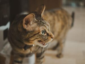 猫の火葬はすぐできる？大阪で当日対応する方法と注意点