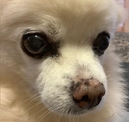 こころみたすペット思い出セレモニーにて葬儀したペットちゃん | マルくん