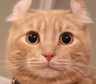 麟太郎くん | こころみたす ペット思い出セレモニー