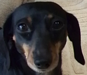 こころみたすペット思い出セレモニーにて葬儀したペットちゃん | レモンちゃん