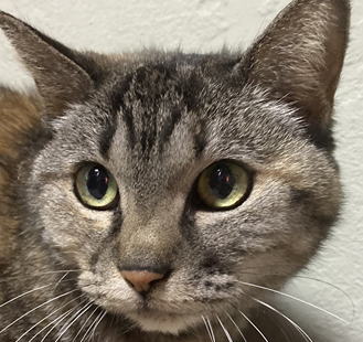 はなちゃん | こころみたす ペット思い出セレモニー