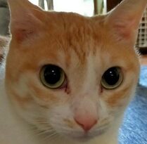 こころみたすペット思い出セレモニーにて葬儀したペットちゃん | むぎくん