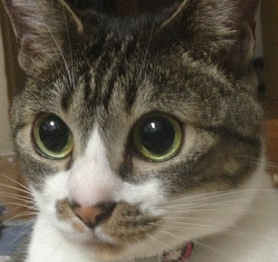 ももちゃん | こころみたす ペット思い出セレモニー