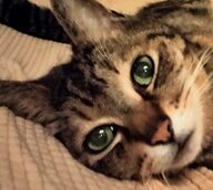 こころみたすペット思い出セレモニーにて葬儀したペットちゃん | ゴアくん