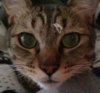 こころみたすペット思い出セレモニーにて葬儀したペットちゃん | トップくん