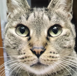 ナナちゃん | こころみたす ペット思い出セレモニー