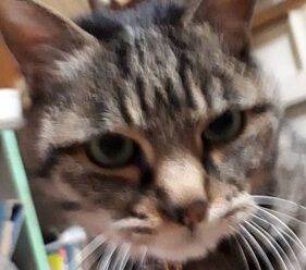 リンくん | こころみたす ペット思い出セレモニー