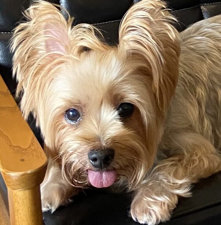 トッポちゃん | こころみたす ペット思い出セレモニー