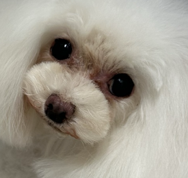 サリーちゃん | こころみたす ペット思い出セレモニー