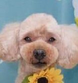 翼くん | こころみたす ペット思い出セレモニー