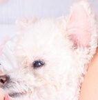 ピースくん | こころみたす ペット思い出セレモニー