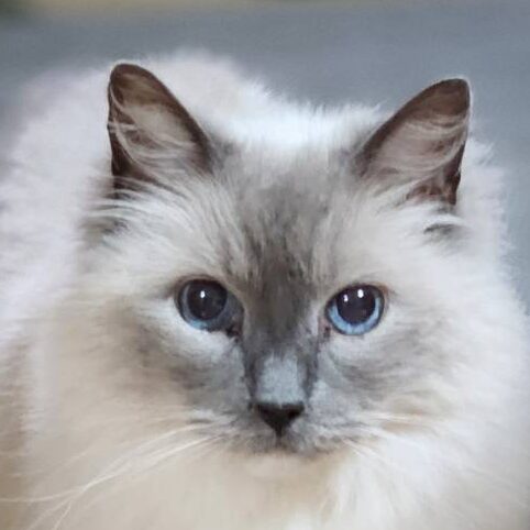 諭吉くん | こころみたす ペット思い出セレモニー