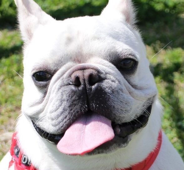 レオくん | こころみたす ペット思い出セレモニー