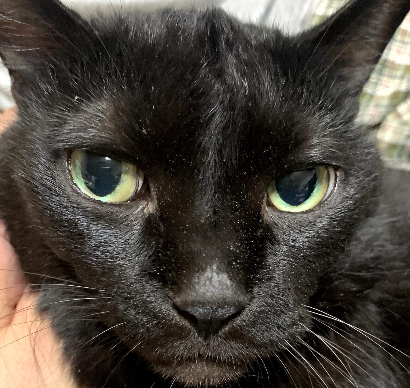 じじくん | こころみたす ペット思い出セレモニー