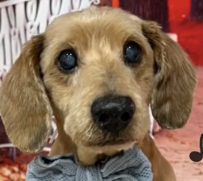 ココくん | こころみたす ペット思い出セレモニー