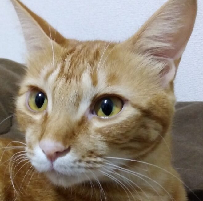 こころみたすペット思い出セレモニーにて葬儀したペットちゃん | 心太郎くん