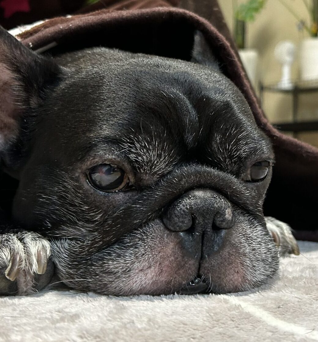 こころみたすペット思い出セレモニーにて葬儀したペットちゃん | どんちゃん