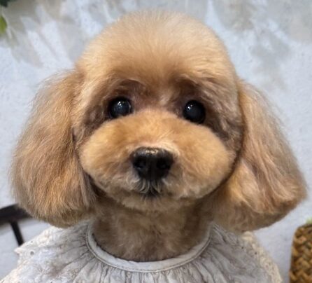 こころみたすペット思い出セレモニーにて葬儀したペットちゃん | るるくん