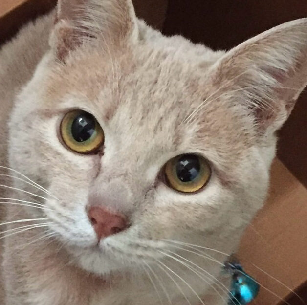 ミティちゃん | こころみたす ペット思い出セレモニー