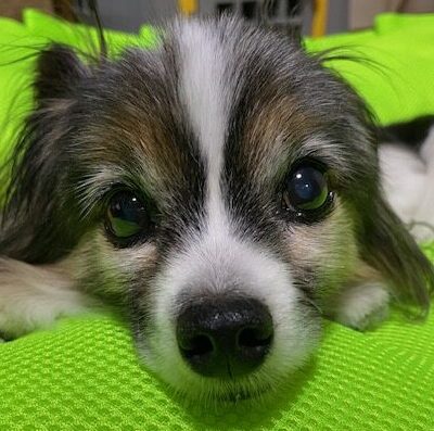 こころみたすペット思い出セレモニーにて葬儀したペットちゃん | きゅうくん