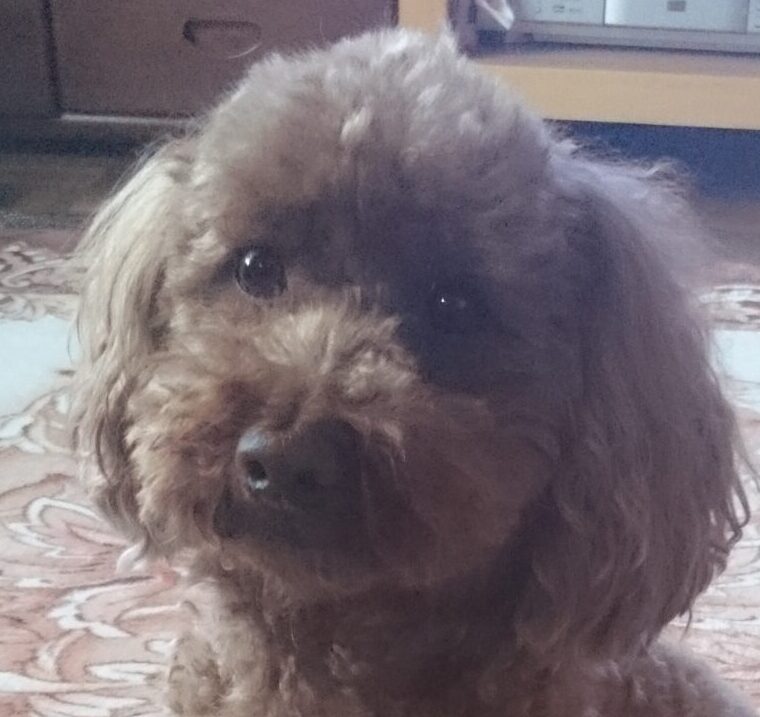 マリンちゃん | こころみたす ペット思い出セレモニー