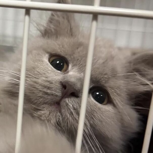 こころみたすペット思い出セレモニーにて葬儀したペットちゃん | 寿羅くん