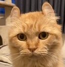 こころみたすペット思い出セレモニーにて葬儀したペットちゃん | おじょうちゃん