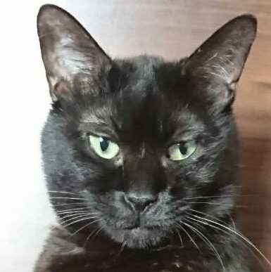 Kくん | こころみたす ペット思い出セレモニー