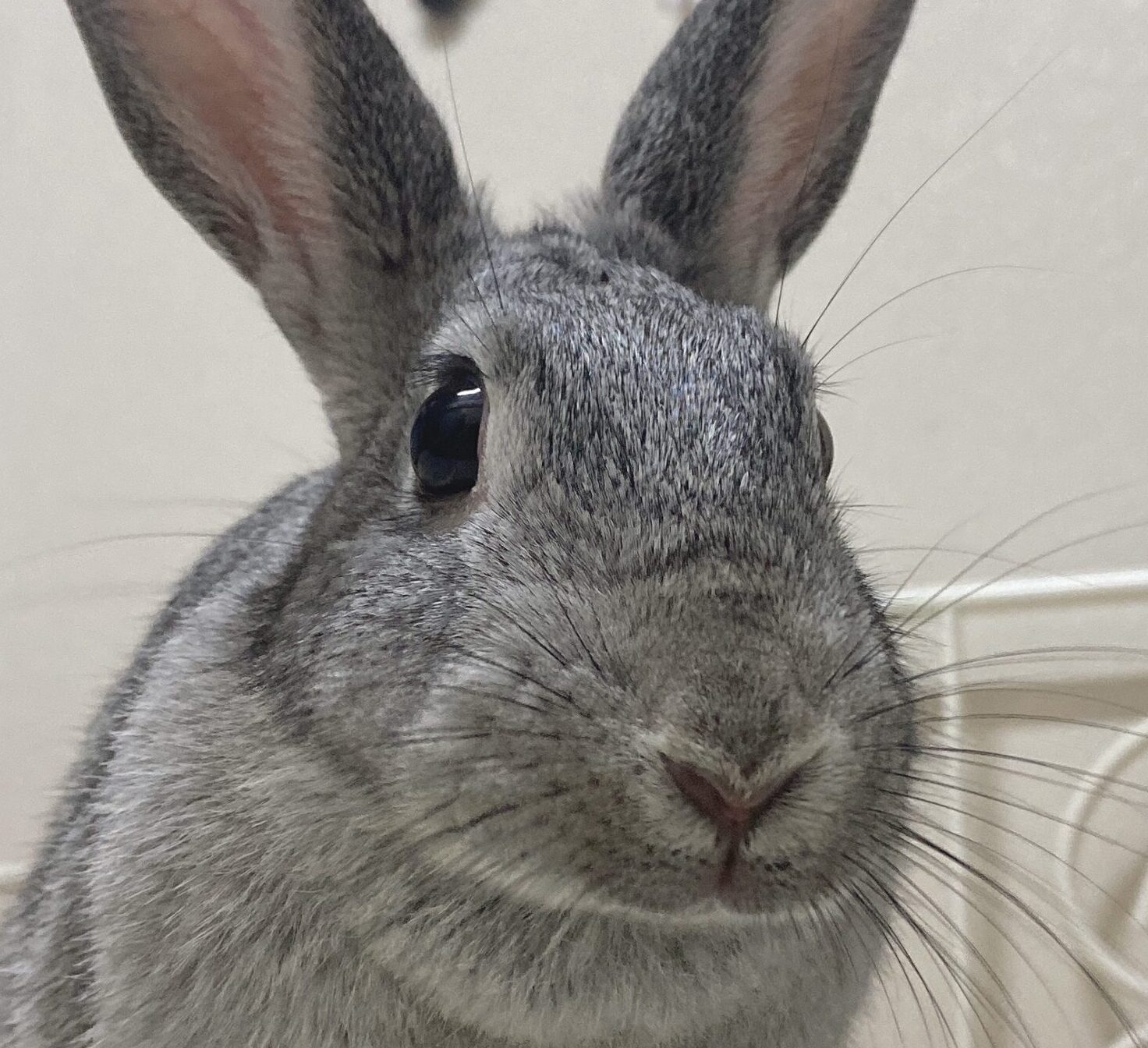 ちょびちゃん | こころみたす ペット思い出セレモニー