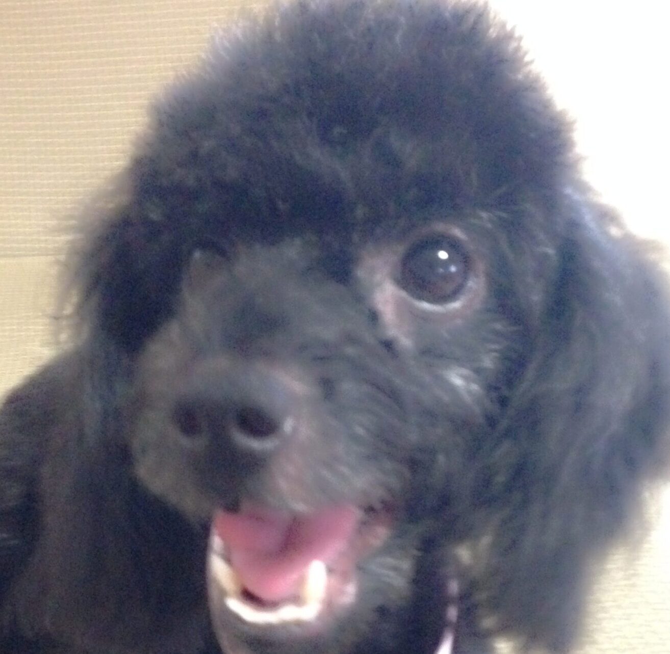 キキちゃん | こころみたす ペット思い出セレモニー