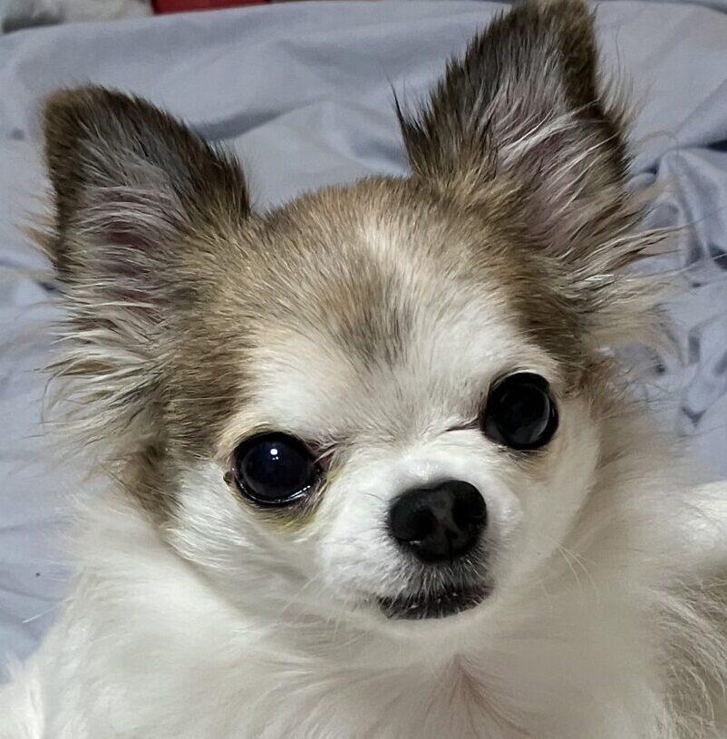 レクちゃん | こころみたす ペット思い出セレモニー