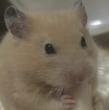 パンナちゃん | こころみたす ペット思い出セレモニー