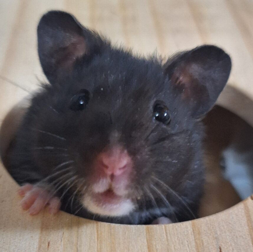 オレオくん | こころみたす ペット思い出セレモニー