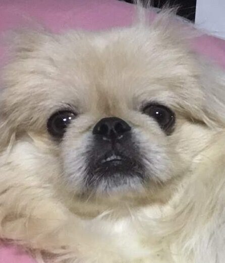 こころみたすペット思い出セレモニーにて葬儀したペットちゃん | ロンくん