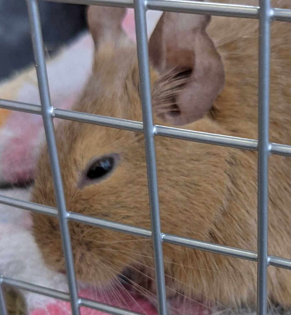 こころみたすペット思い出セレモニーにて葬儀したペットちゃん | 幸子ちゃん