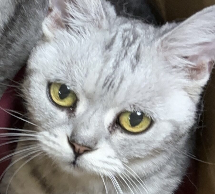 アキちゃん | こころみたす ペット思い出セレモニー