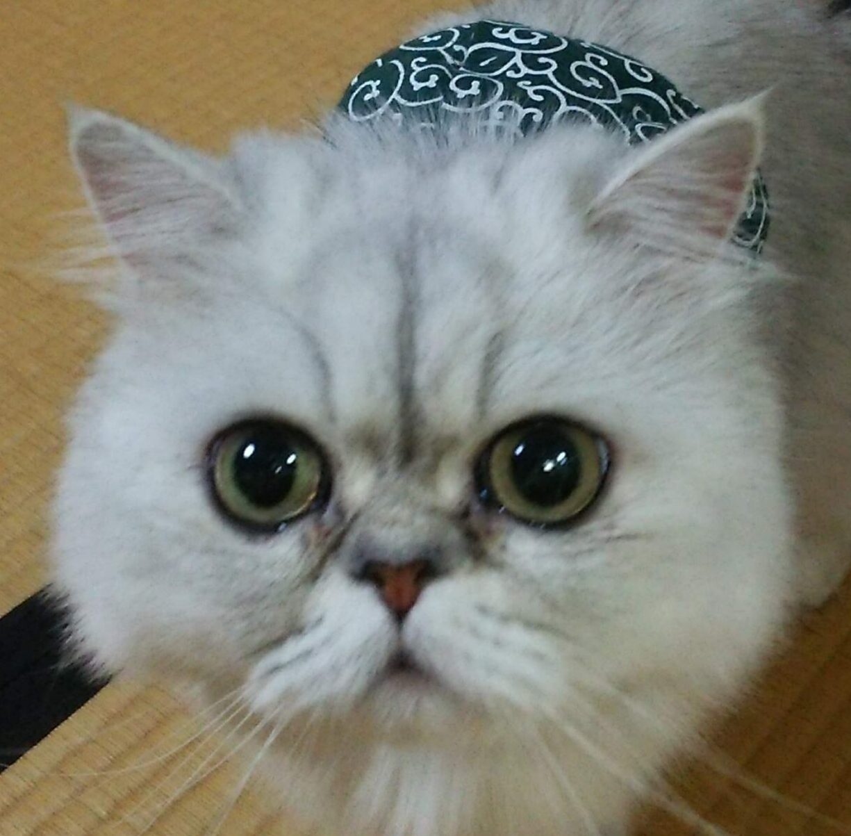 小町ちゃん | こころみたす ペット思い出セレモニー