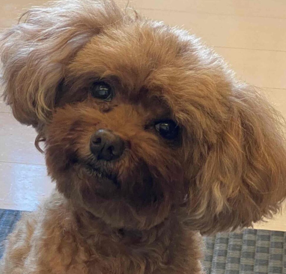 フランちゃん | こころみたす ペット思い出セレモニー