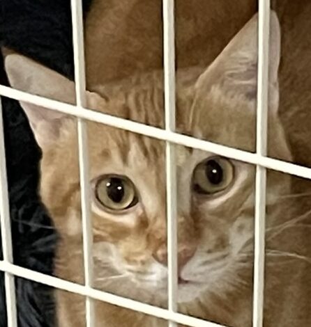 琥幸くん | こころみたす ペット思い出セレモニー