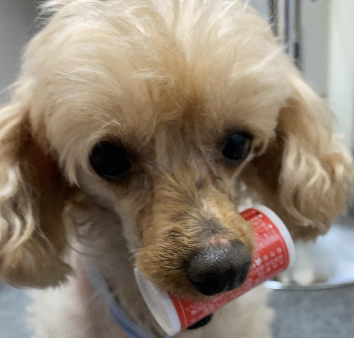 チョコちゃん | こころみたす ペット思い出セレモニー