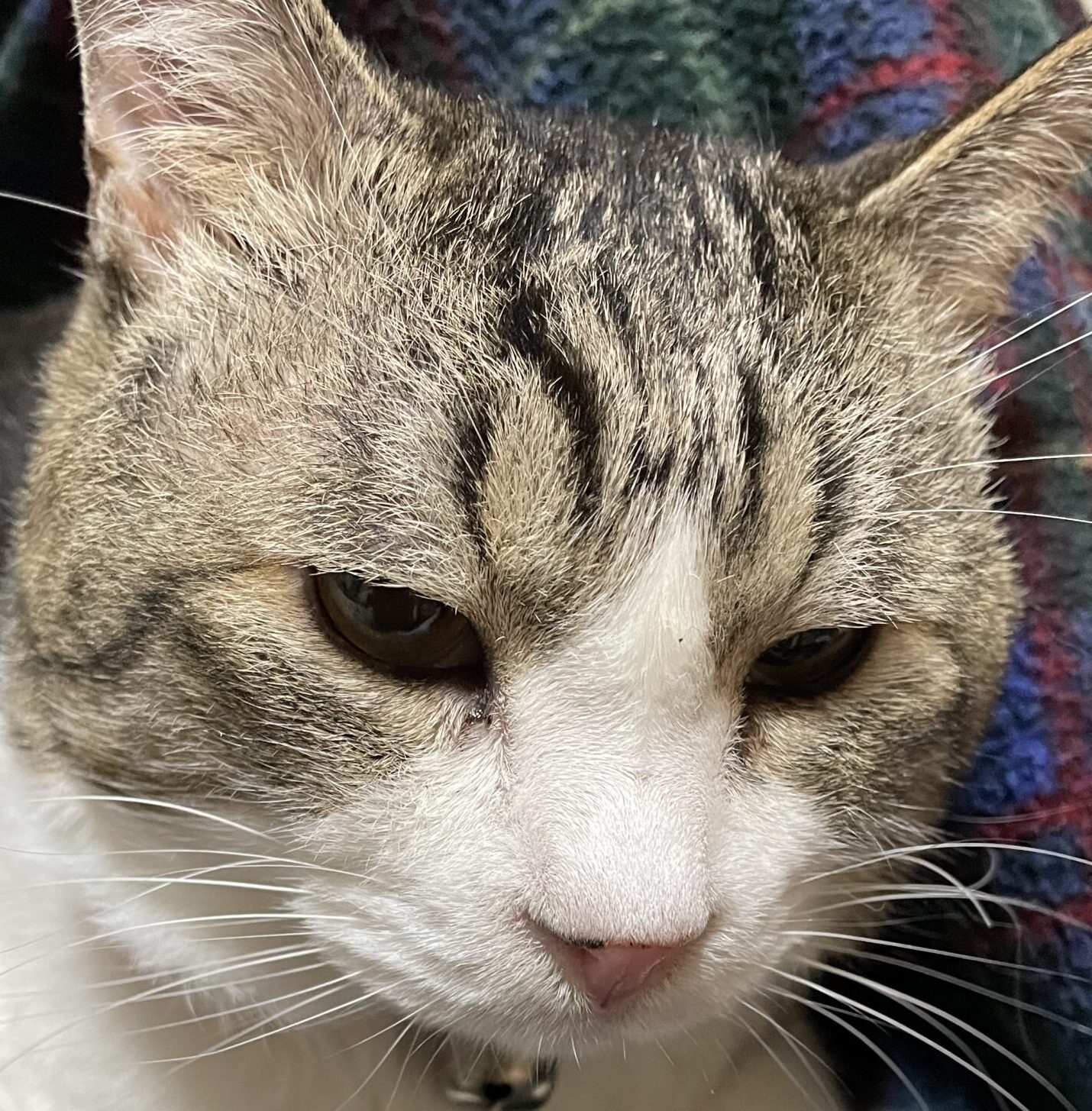 こころみたすペット思い出セレモニーにて葬儀したペットちゃん | おーくん