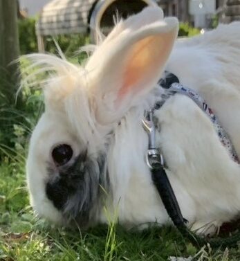 シナモンくん | こころみたす ペット思い出セレモニー