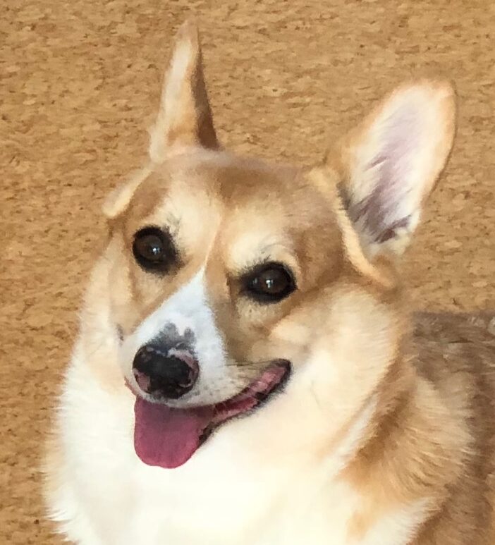 コニーちゃん | こころみたす ペット思い出セレモニー